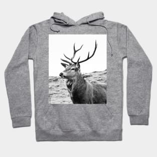 The Highland Stag Hoodie